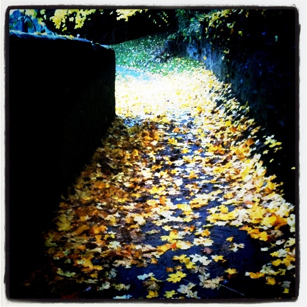 autumnleaves.jpg
