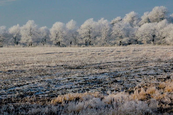 haw frost.jpg